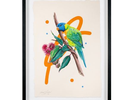 Rainbow Lorikeet For Discount