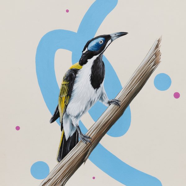 Blue Faced Honeyeater Hot on Sale