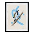 Blue Faced Honeyeater Hot on Sale