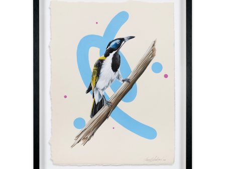 Blue Faced Honeyeater Hot on Sale