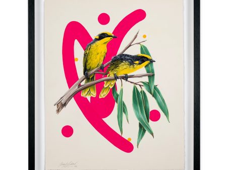 Yellow Tufted Honeyeater Online